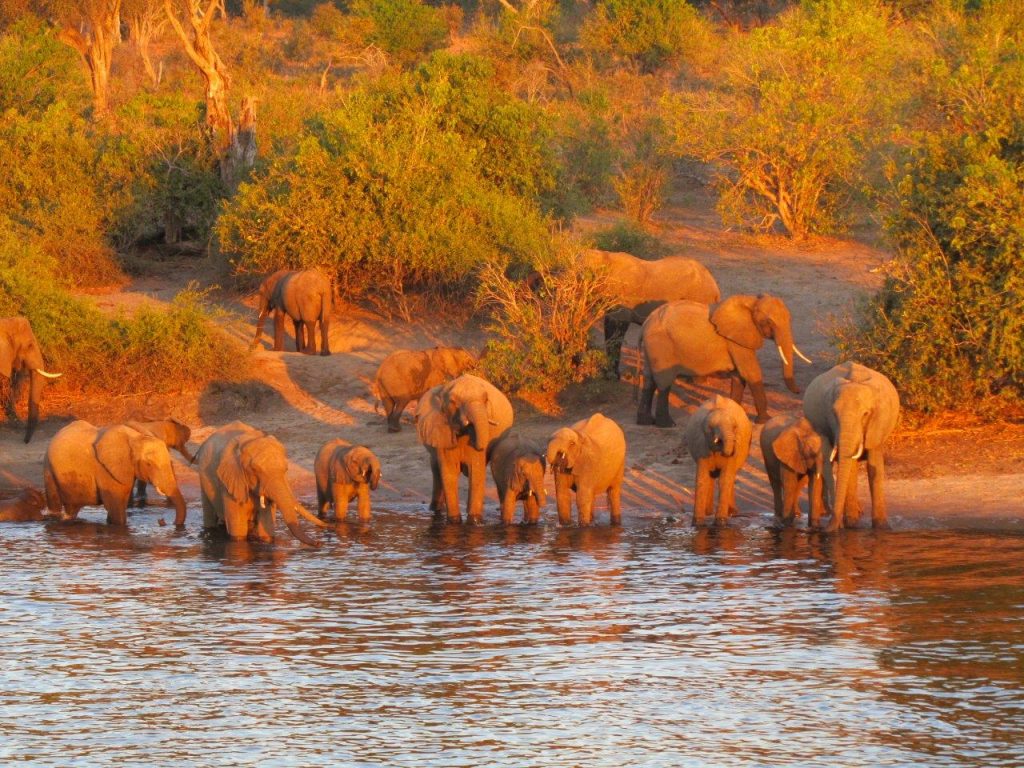 BOTSWANA WEBSITE BUSH